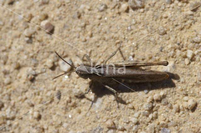 Steppesprinkhaan (Chorthippus vagans)