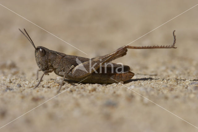 Steppesprinkhaan (Chorthippus vagans)