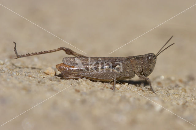 Steppesprinkhaan (Chorthippus vagans)