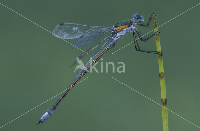 Tangpantserjuffer (Lestes dryas)