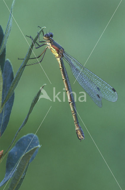 Tangpantserjuffer (Lestes dryas)