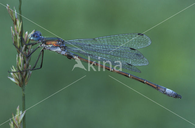 Tangpantserjuffer (Lestes dryas)