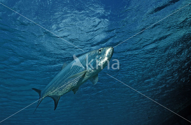 Tarpon (Megalops atlanticus)