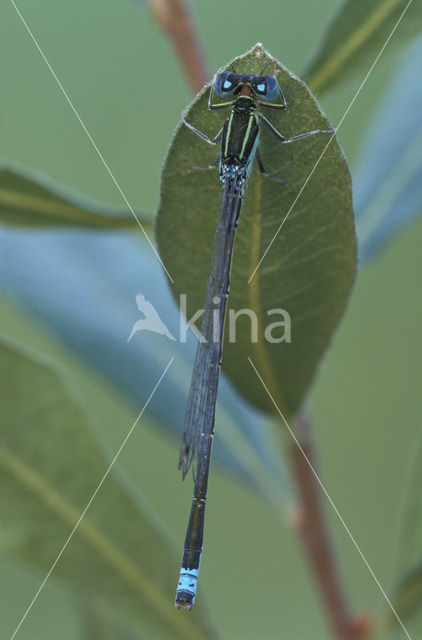 Tengere grasjuffer (Ischnura pumilio)