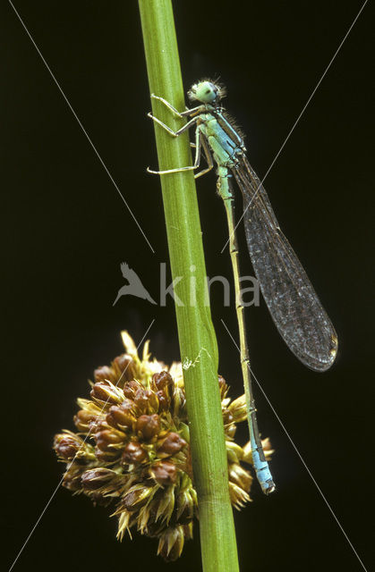 Tengere grasjuffer (Ischnura pumilio)