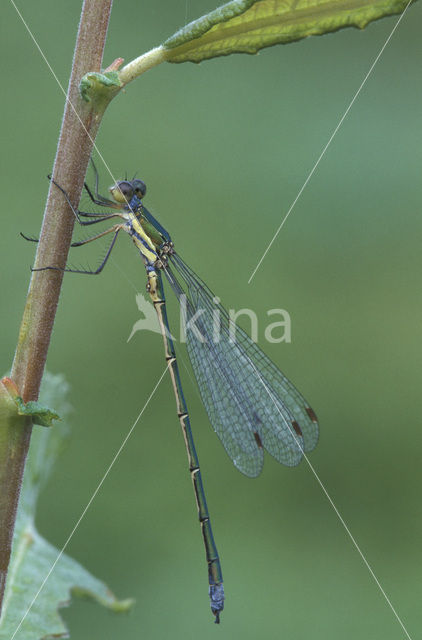 Tengere pantserjuffer (Lestes virens)