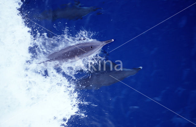 Tuimelaar (Tursiops truncatus)