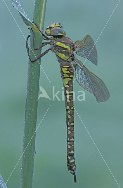 Venglazenmaker (Aeshna juncea)