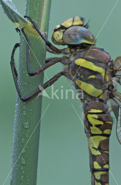 Venglazenmaker (Aeshna juncea)