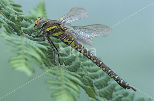 Venglazenmaker (Aeshna juncea)