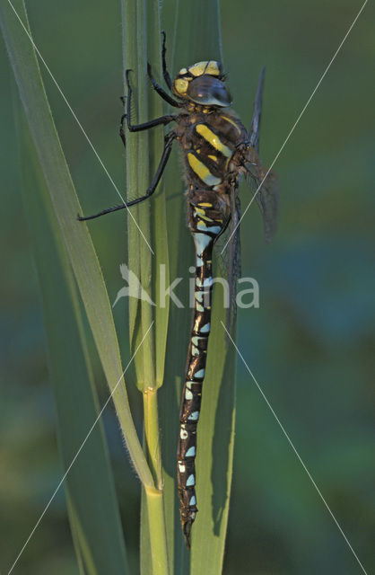 Venglazenmaker (Aeshna juncea)