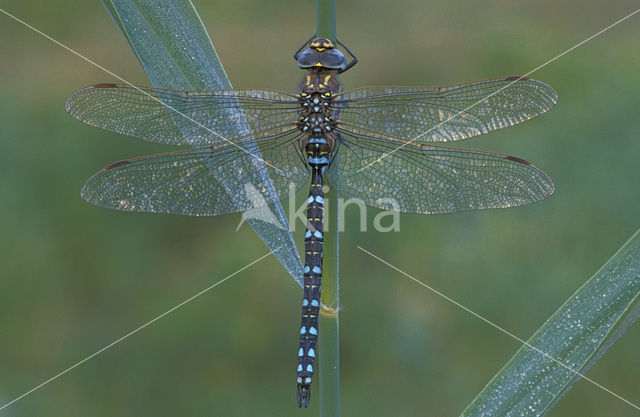 Venglazenmaker (Aeshna juncea)