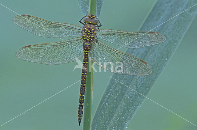 Venglazenmaker (Aeshna juncea)