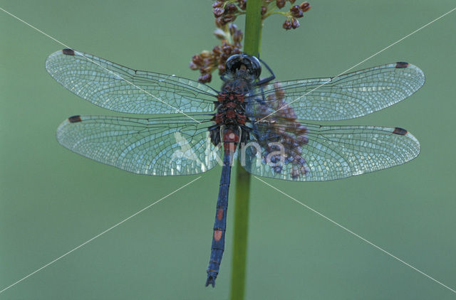 Venwitsnuitlibel (Leucorrhinia dubia)