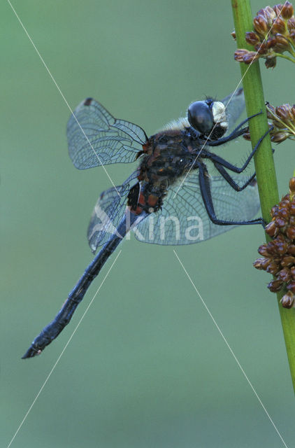 Venwitsnuitlibel (Leucorrhinia dubia)