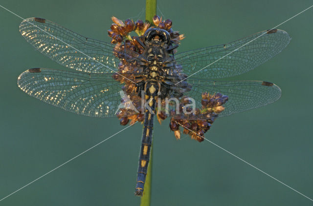 Venwitsnuitlibel (Leucorrhinia dubia)