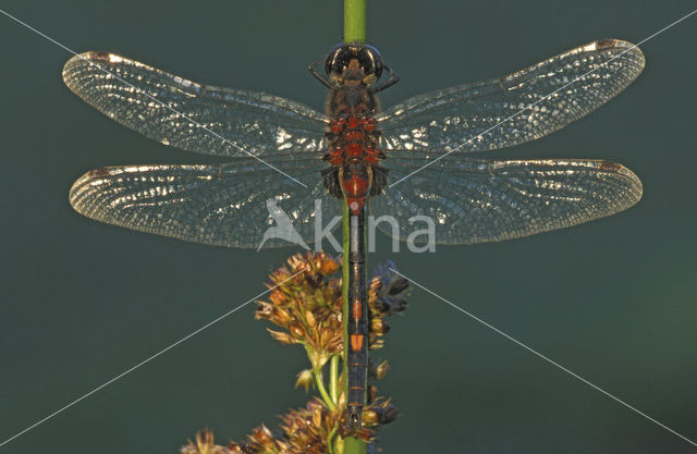 Venwitsnuitlibel (Leucorrhinia dubia)