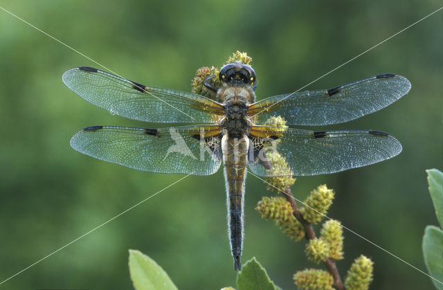 Viervlek (Libellula quadrimaculata)