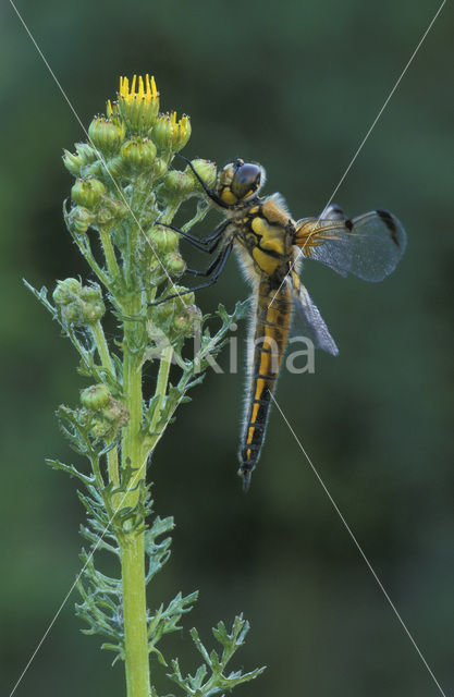 Viervlek (Libellula quadrimaculata)