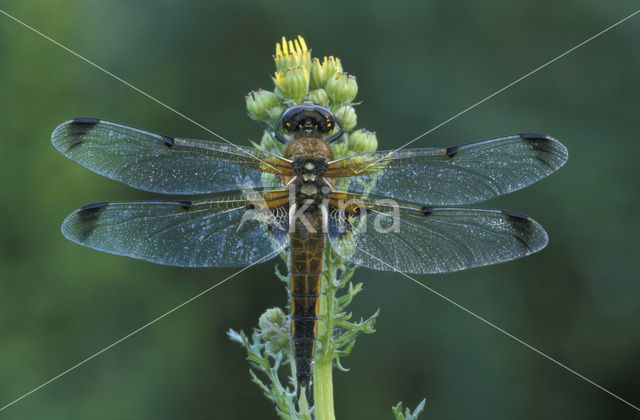 Viervlek (Libellula quadrimaculata)