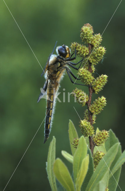 Viervlek (Libellula quadrimaculata)