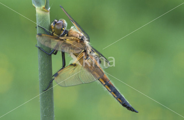 Viervlek (Libellula quadrimaculata)