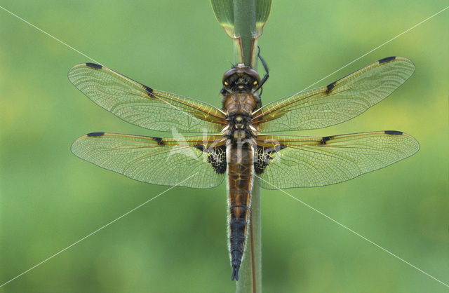 Viervlek (Libellula quadrimaculata)