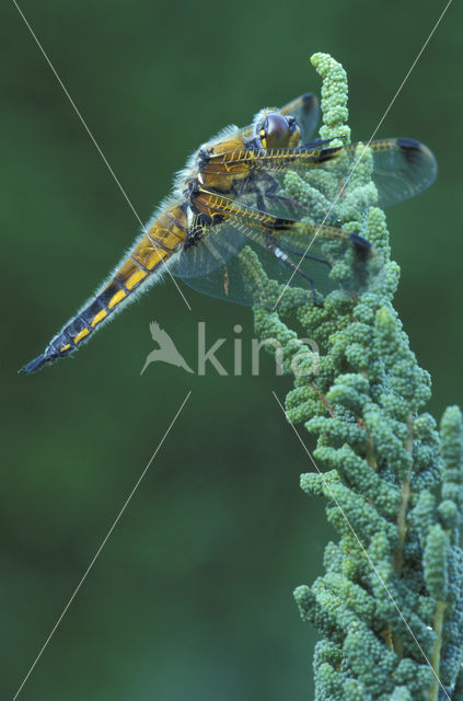 Viervlek (Libellula quadrimaculata)