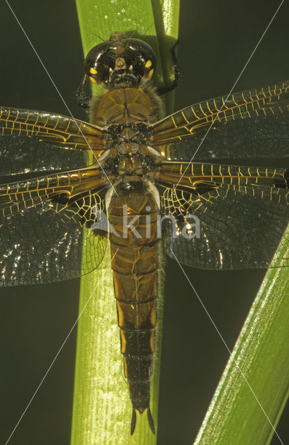 Viervlek (Libellula quadrimaculata)