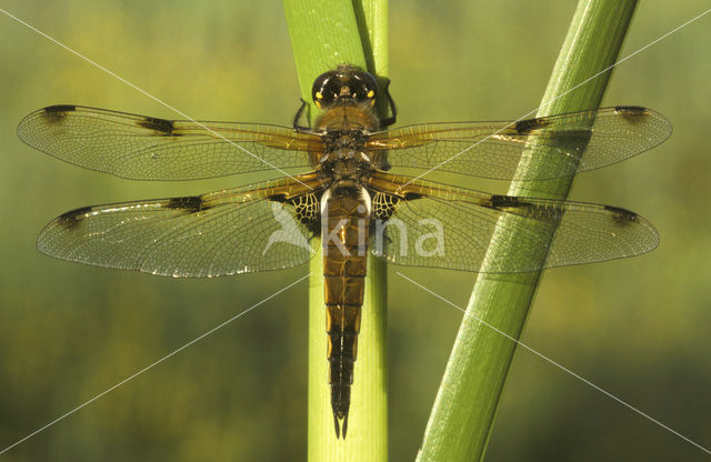 Viervlek (Libellula quadrimaculata)