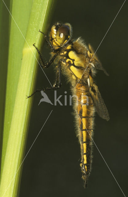 Viervlek (Libellula quadrimaculata)