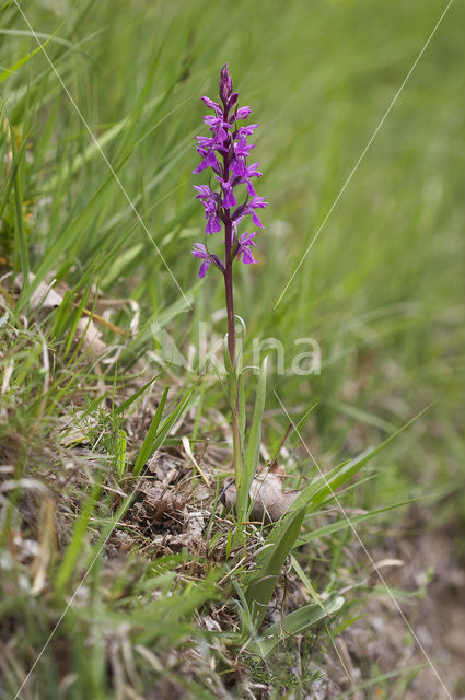 Vlierorchis (Dactylorhiza sambucina)