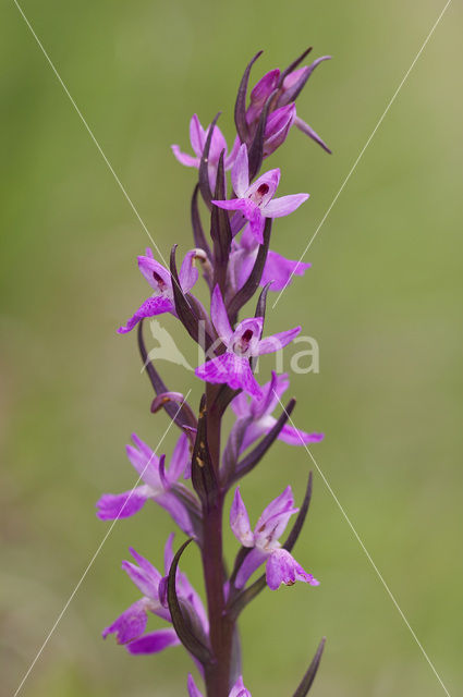 Vlierorchis (Dactylorhiza sambucina)