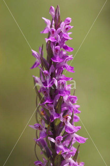 Vlierorchis (Dactylorhiza sambucina)