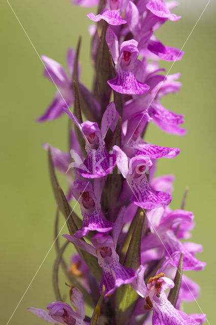 Elder-flowered Orchid (Dactylorhiza sambucina)