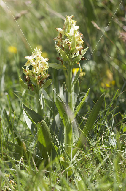 Elder-flowered Orchid (Dactylorhiza sambucina)