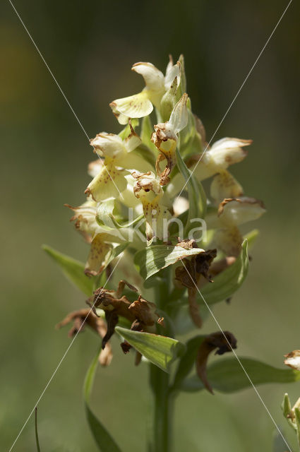 Vlierorchis (Dactylorhiza sambucina)