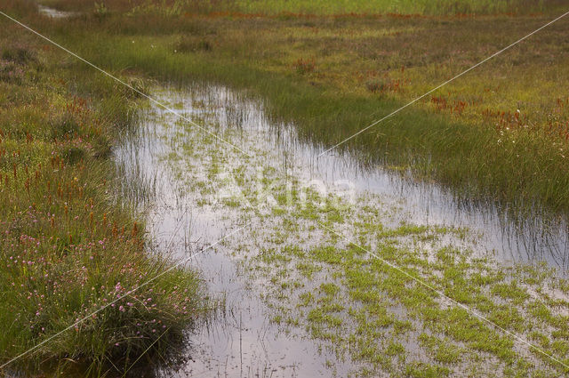 Vlottende bies (Eleogiton fluitans)