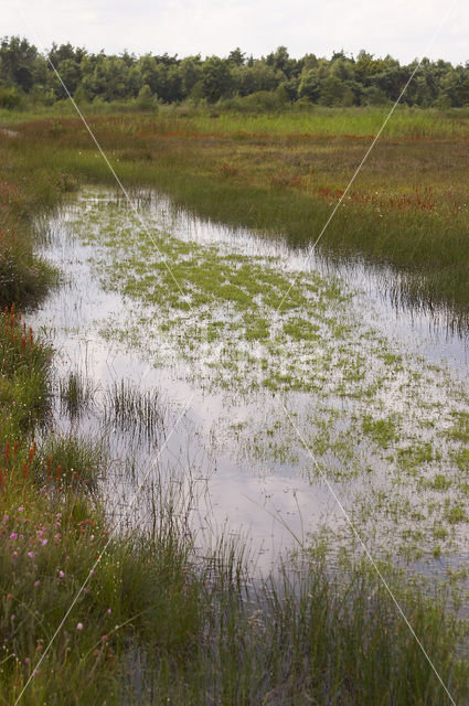 Vlottende bies (Eleogiton fluitans)