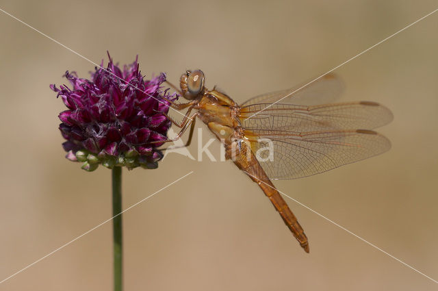 Vuurlibel (Crocothemis erythraea)