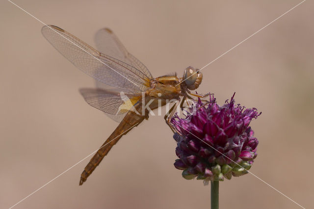 Vuurlibel (Crocothemis erythraea)