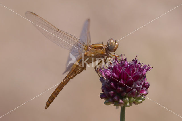 Vuurlibel (Crocothemis erythraea)