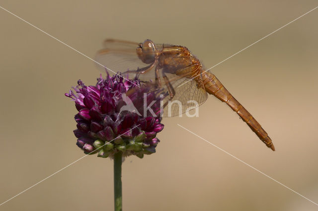 Vuurlibel (Crocothemis erythraea)