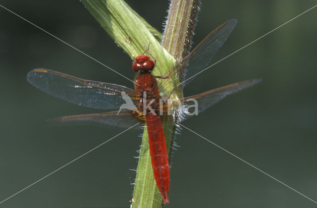 Vuurlibel (Crocothemis erythraea)