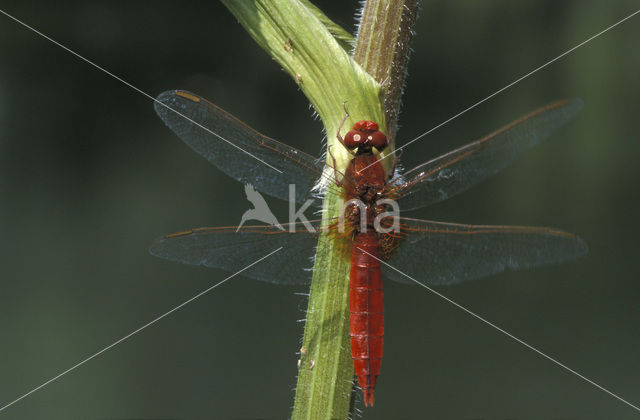 Vuurlibel (Crocothemis erythraea)