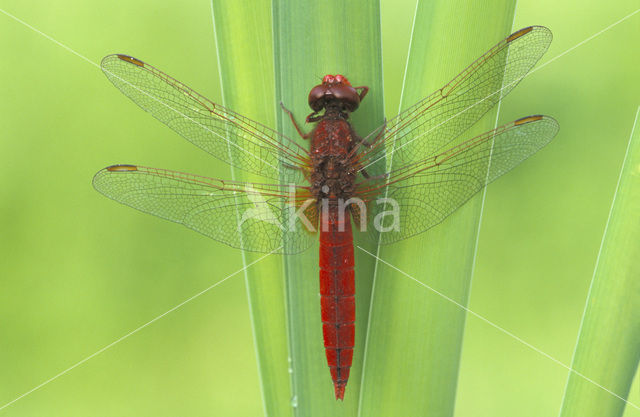 Vuurlibel (Crocothemis erythraea)