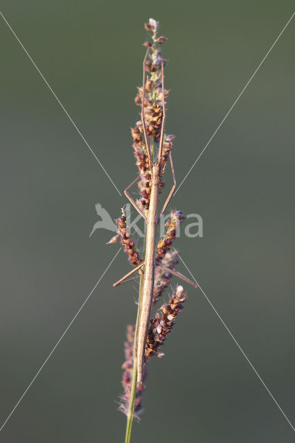 Wandelende tak (Clonopsis gallica)