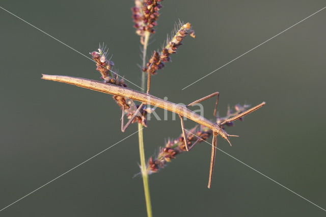 Wandelende tak (Clonopsis gallica)