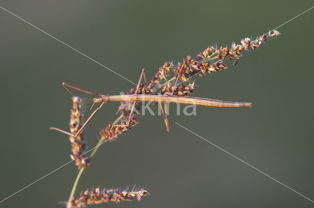 Wandelende tak (Clonopsis gallica)