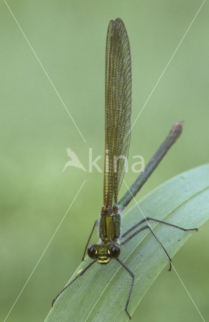 Weidebeekjuffer (Calopteryx splendens)